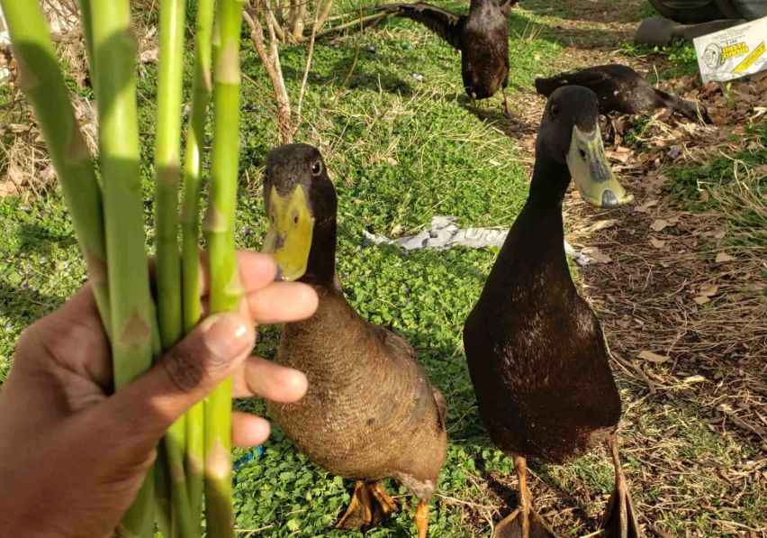 鴨子飼料中加入沙礫有哪些好處?