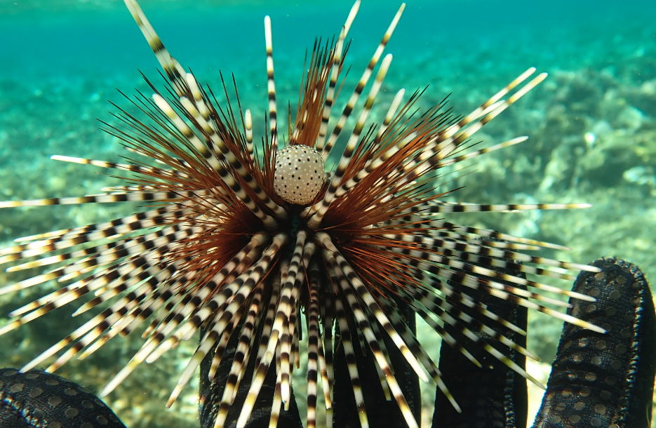 北方球海膽（Echinothrix calamaris）的捕撈通常涉及到潛水員或漁民前往海底，並使