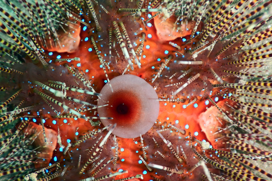 北方球海膽（Echinothrix calamaris）的捕撈通常涉及到潛水員或漁民前往海底，並使