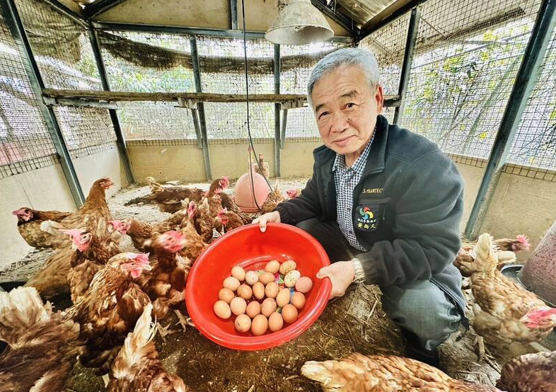 蛋氨酸添加到蛋雞飼料中有什麼好處?