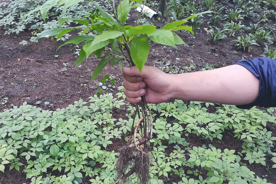 黑狗參有哪些形態特點和生態習性?