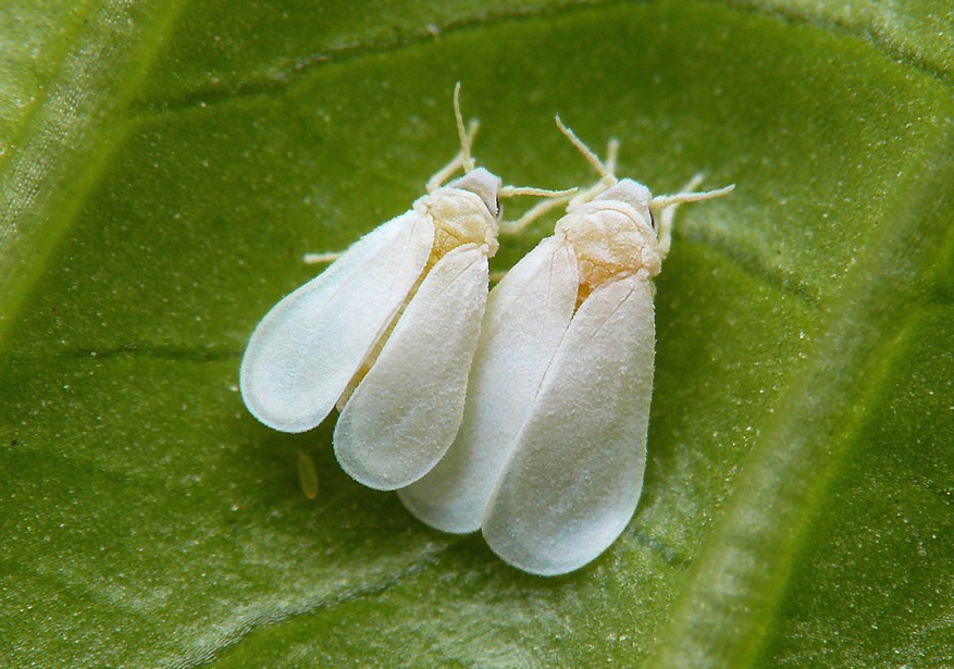 白粉虱有什麼形態特點和生態習性?