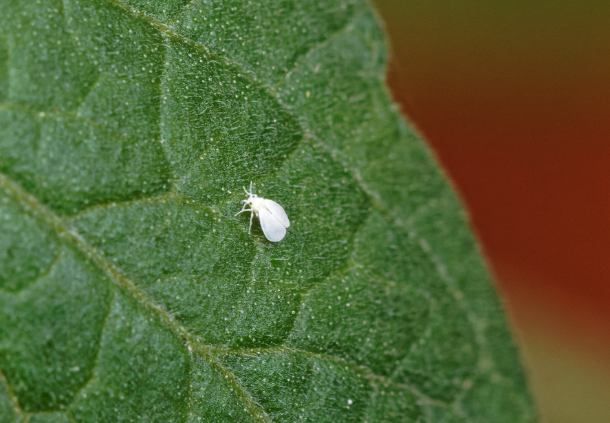 白粉虱有什麼形態特點和生態習性?