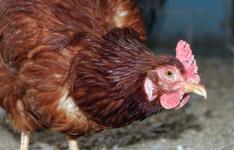 褐殼蛋雞飼料中可以添加磷酸氫鈣嗎?