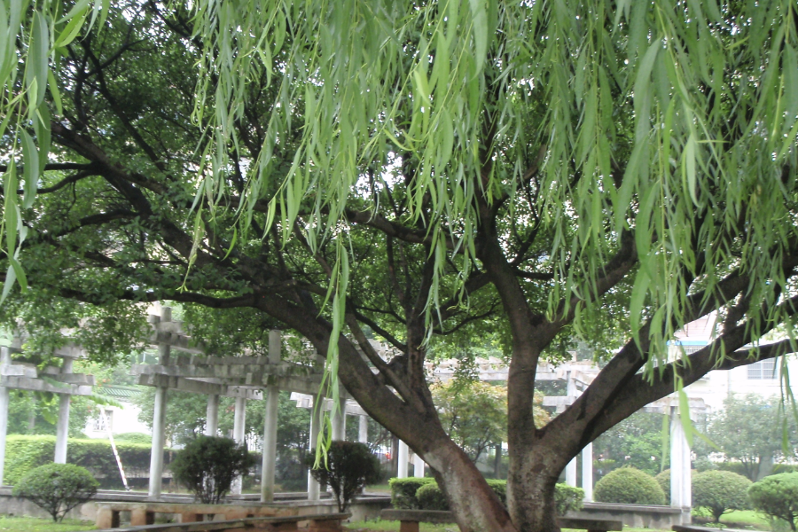 黑柳如何進行繁殖，耐寒能力怎麼樣？