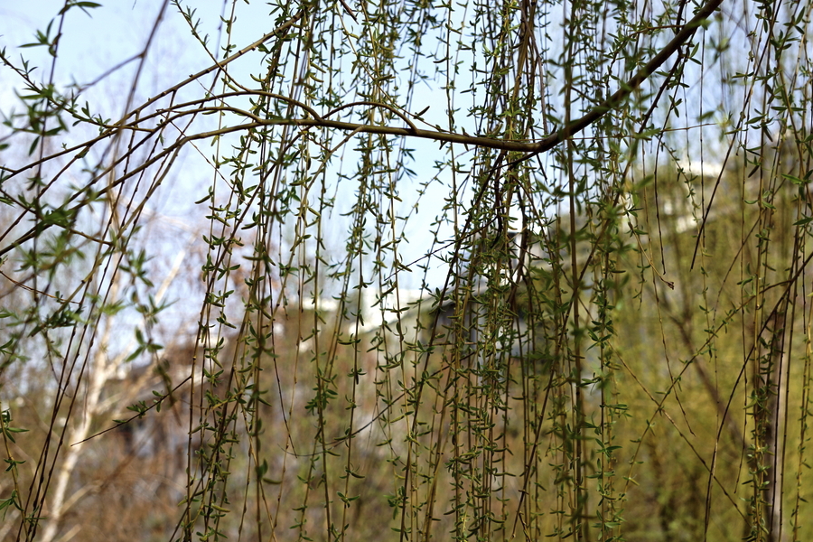 黑柳是什麼植物，有哪些形態特點？