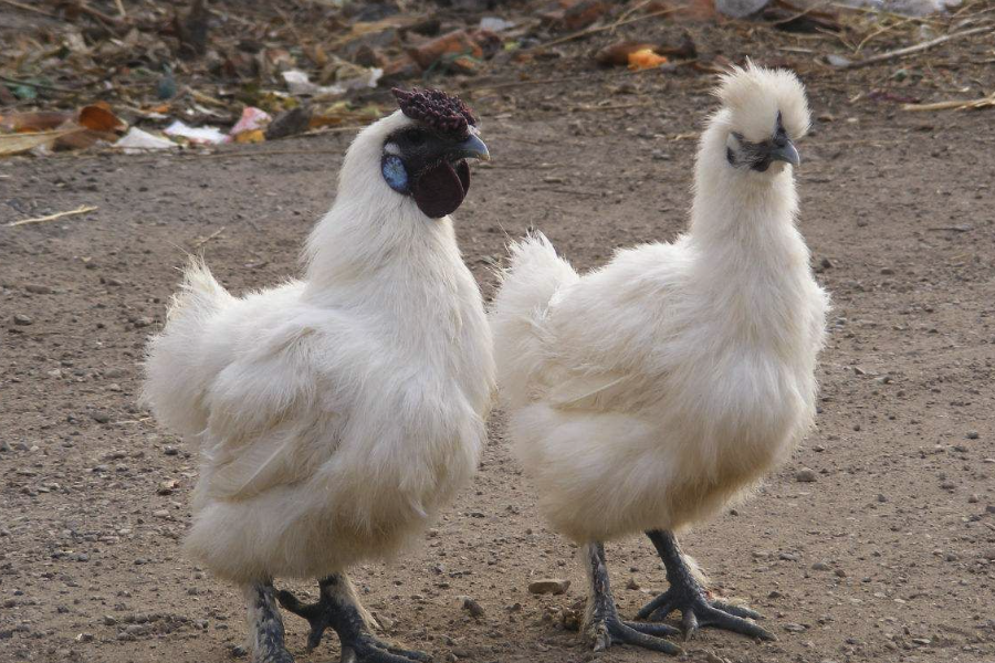 烏雞白鳳丸是如何製作的?