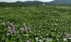 <strong>鳳眼蓮如何進行分株繁殖，需要注意什麼？</strong>