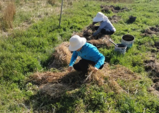 <strong>粘質土壤用來種植晚香玉有什麼好處?</strong>