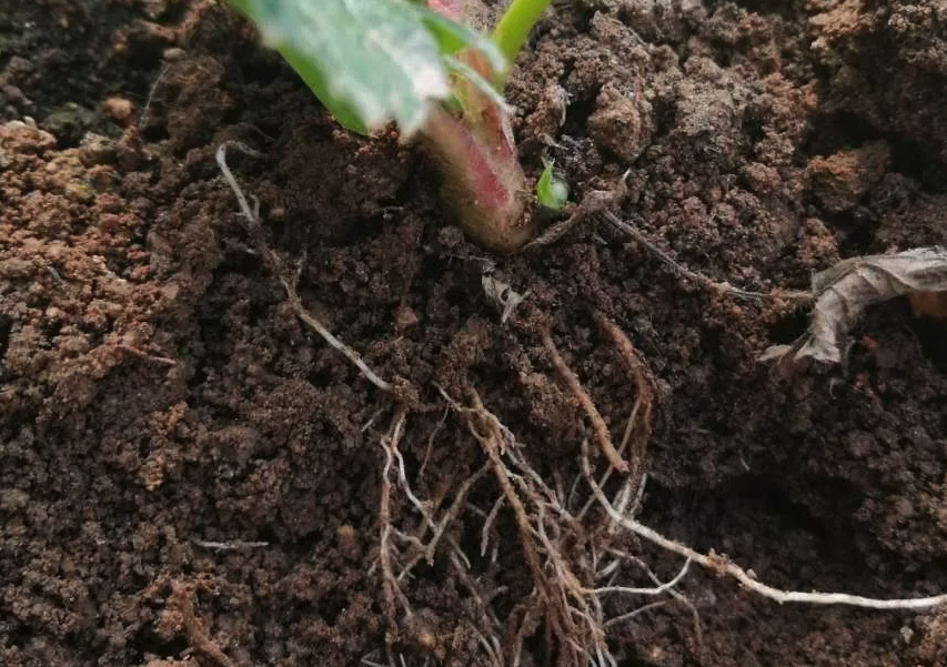 粘質土壤用來種植晚香玉有什麼好處?