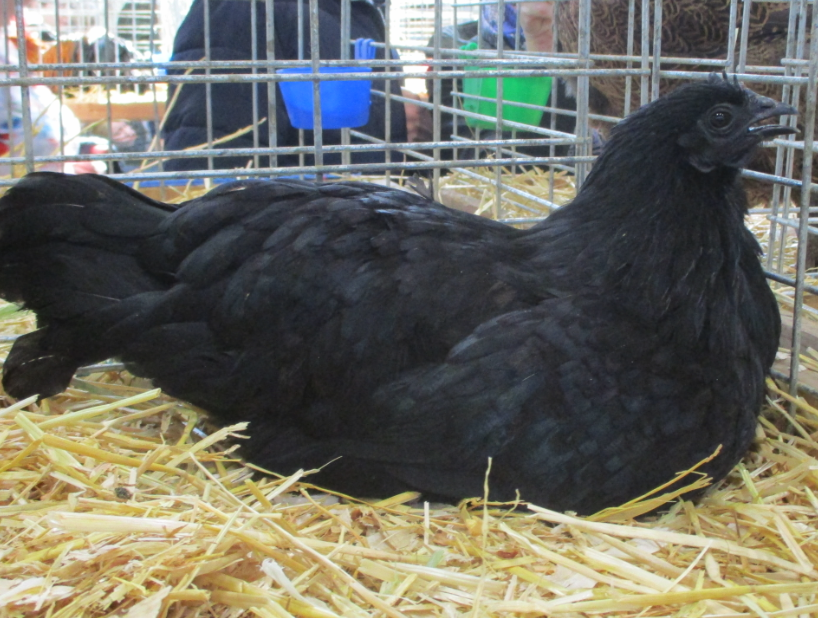 中國黑鳳雞的藥用價值和營養價值怎麼樣?