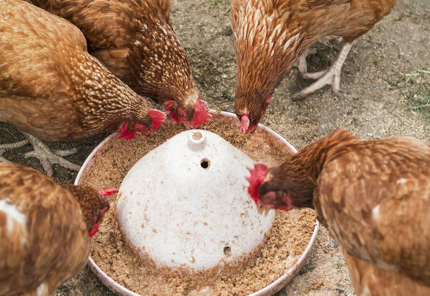 雞飼料中的食鹽應該控製在多少最好?