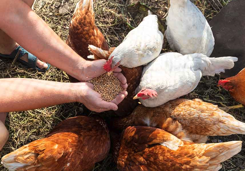 雞飼料一天投喂幾次，哪些時間段最好?