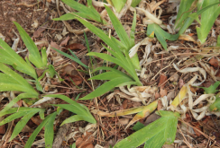 <strong>野鳶尾怎麼進行分球繁殖，需要注意什麼?</strong>