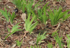 <strong>野鳶尾對於土壤有哪些要求，耐寒和耐旱性怎麼樣?</strong>