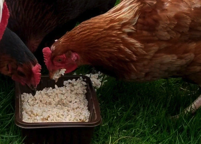 泛酸和煙酸加入雞飼料中有哪些好處?