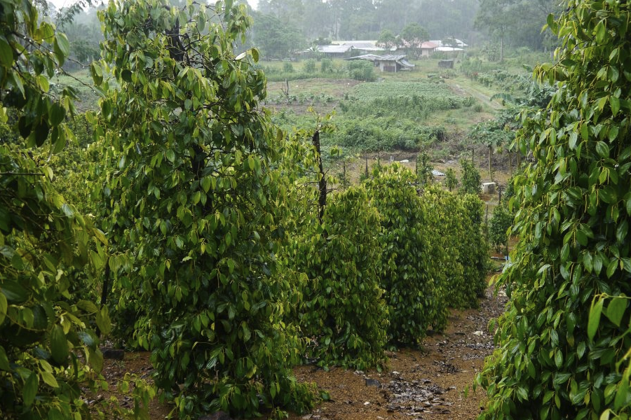 黑胡椒有什麼形態特點，種植在哪些地區？