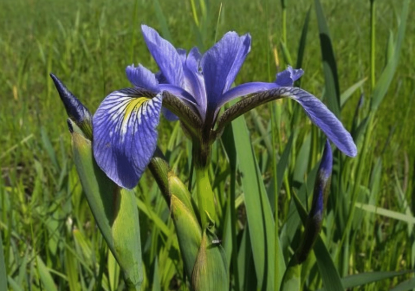 紫花鳶尾培育種子和催芽的方法是什麼?