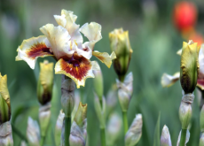 <strong>紫花鳶尾怎麼進行側芽繁殖，需要注意什麼?</strong>