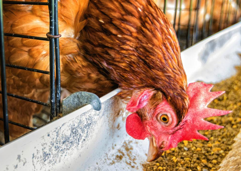 雞飼料中需要添加哪些微量氧素?