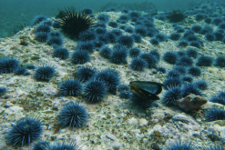 <strong>刺裙海膽有什麼生態習性，繁殖能力怎麼樣？</strong>