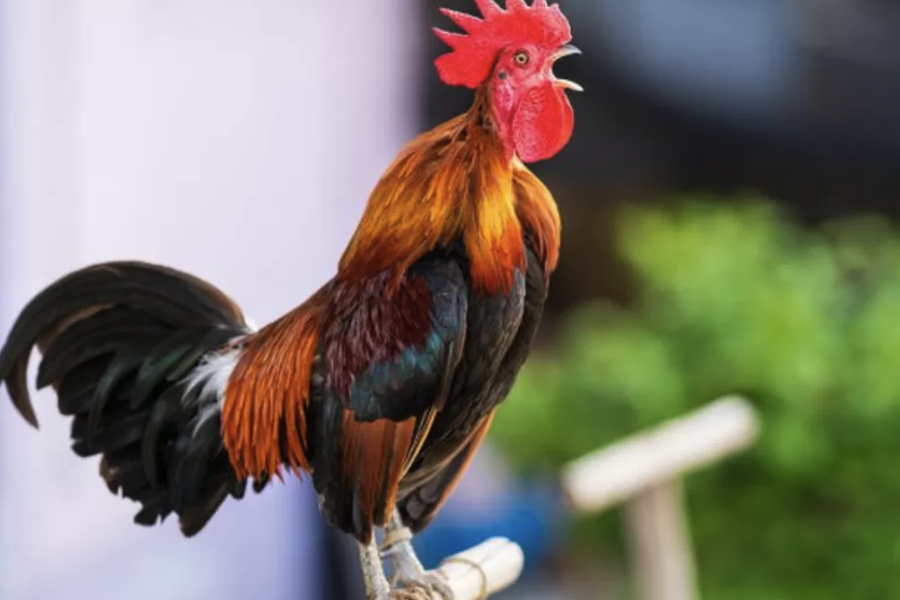 怎麼分析雞的飼料營養成分？