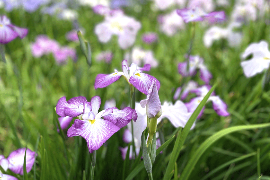 花菖蒲怎麼繁殖，有哪些方式？