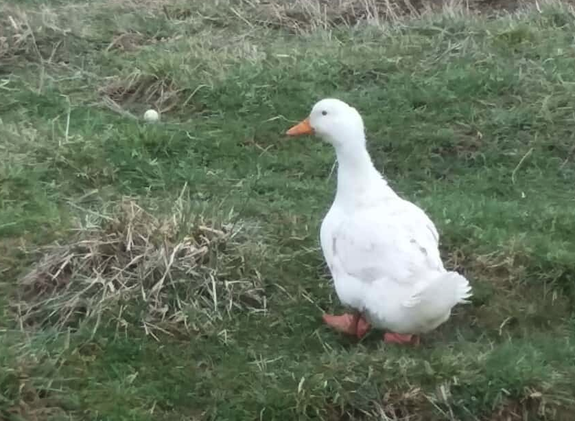 菜籽餅可以飼喂鴨子嗎，有什麼好處?