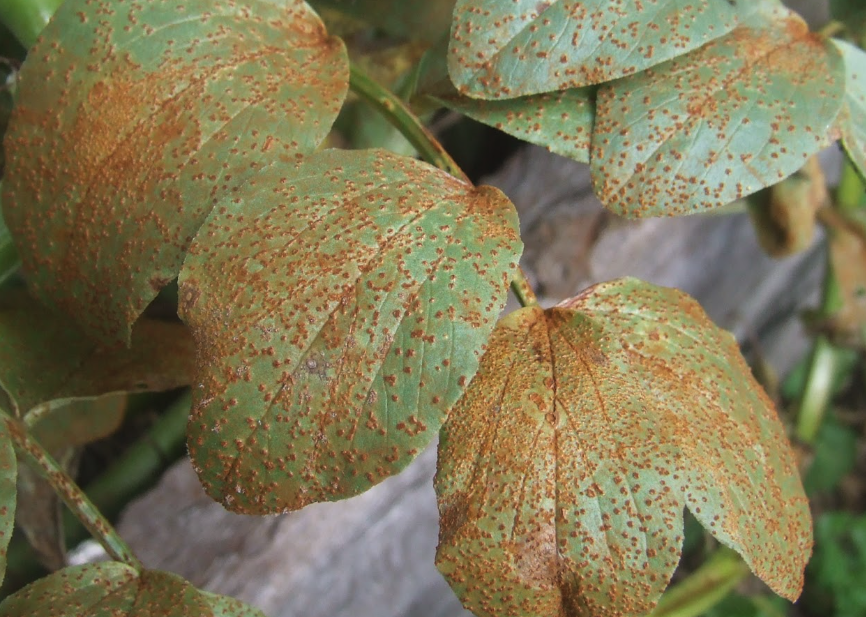 菜豆鏽病是什麼原因引起的，有哪些症狀?