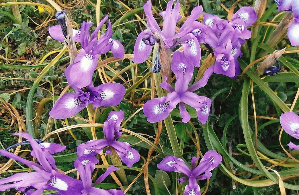 單花鳶尾對土壤和光照有什麼要求？