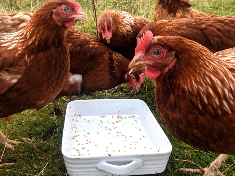 雞飼料中維生素加入多少量最好?