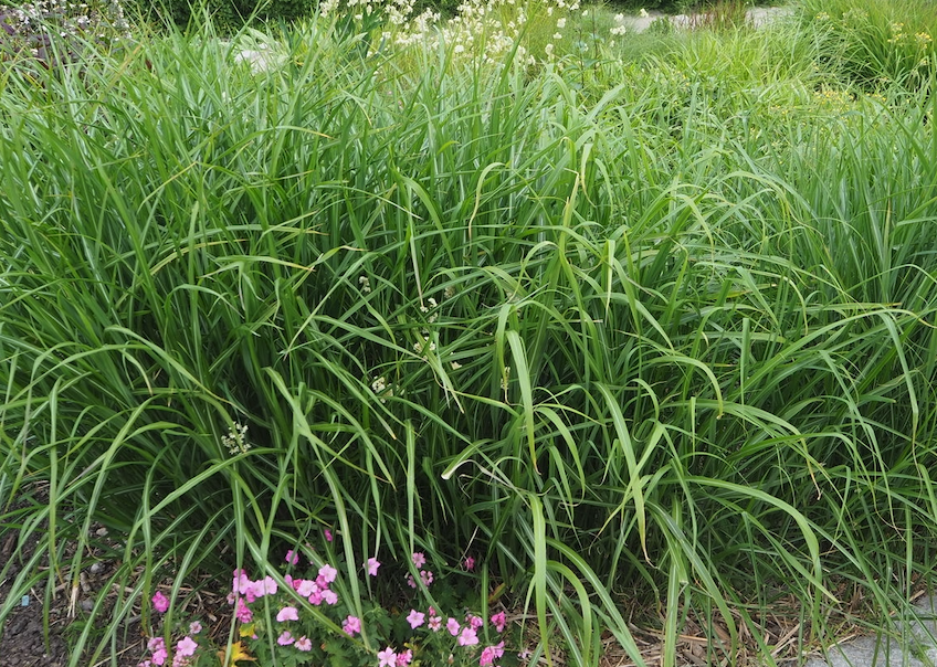 紫芒鏽病是什麼原因造成的，如何防治?