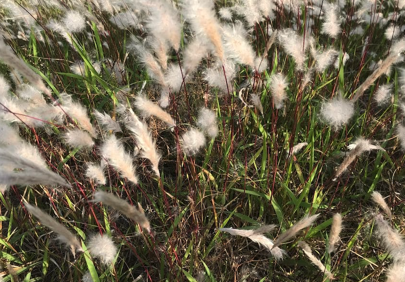 紫芒分布在什麼地區，對土壤和溫度有什麼要求?