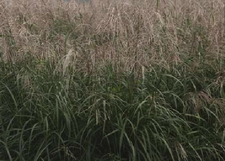 紫芒是什麼植物，有什麼形態特點?