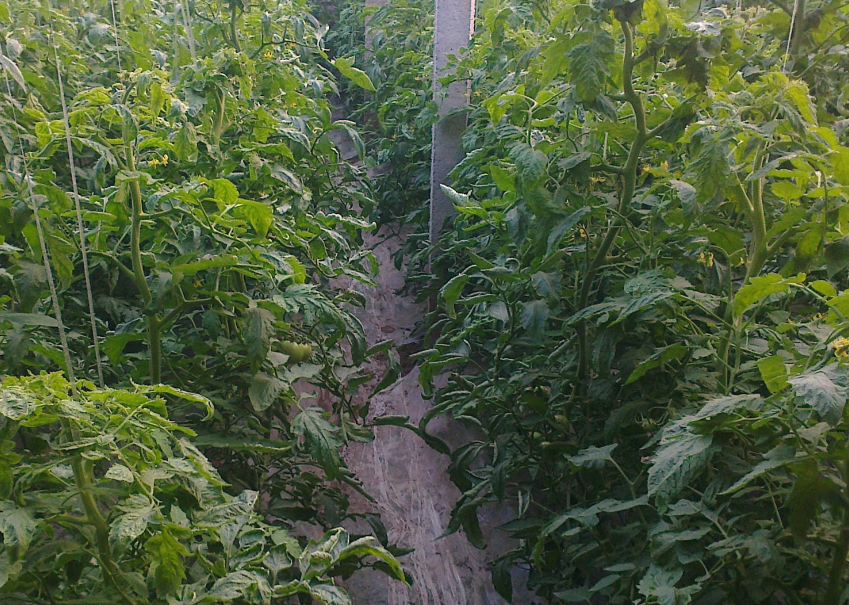 胡麻在大棚種植和露天種植有什麼區別?