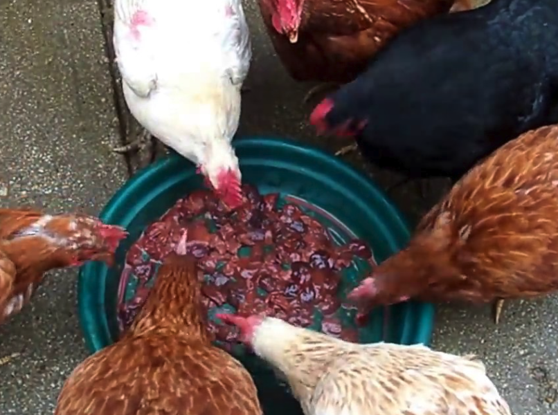 雞飼料中的肝製品是怎麼製作的?