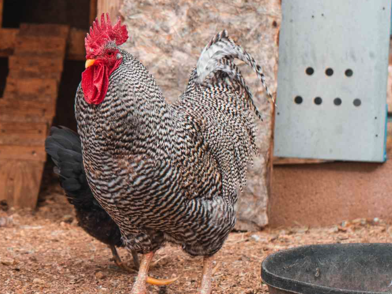 雞飼料中加入肝製品有哪些好處?