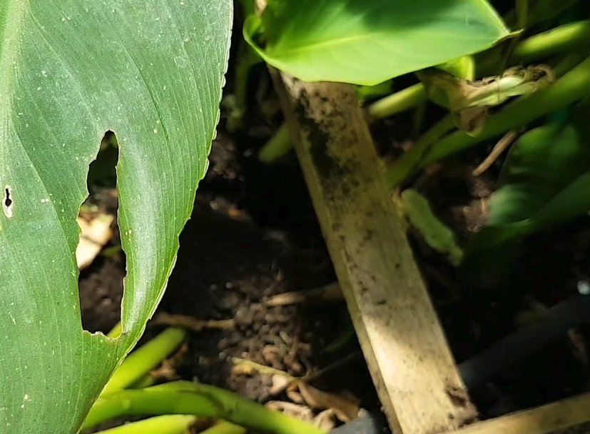 大花美人蕉怎麼進行繁殖，有哪些方式?