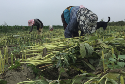 <strong>胡麻油是什麼植物油，怎麼榨取的？</strong>