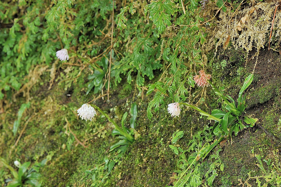 胡麻油是什麼植物油，怎麼榨取的？