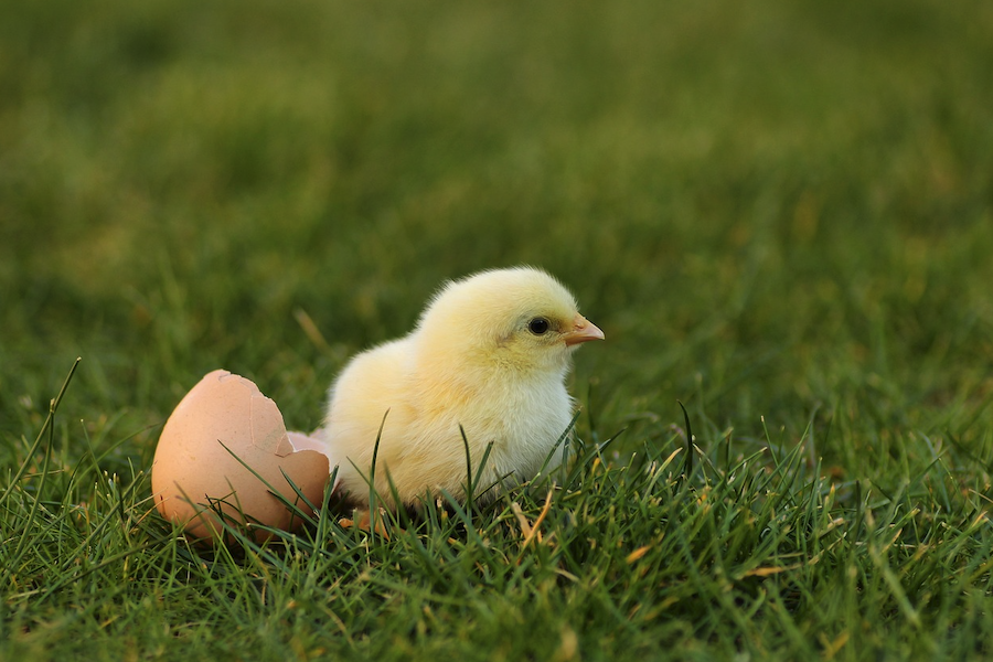 小雞踝關節腫大飼料中加入尼克酸有哪些好處？