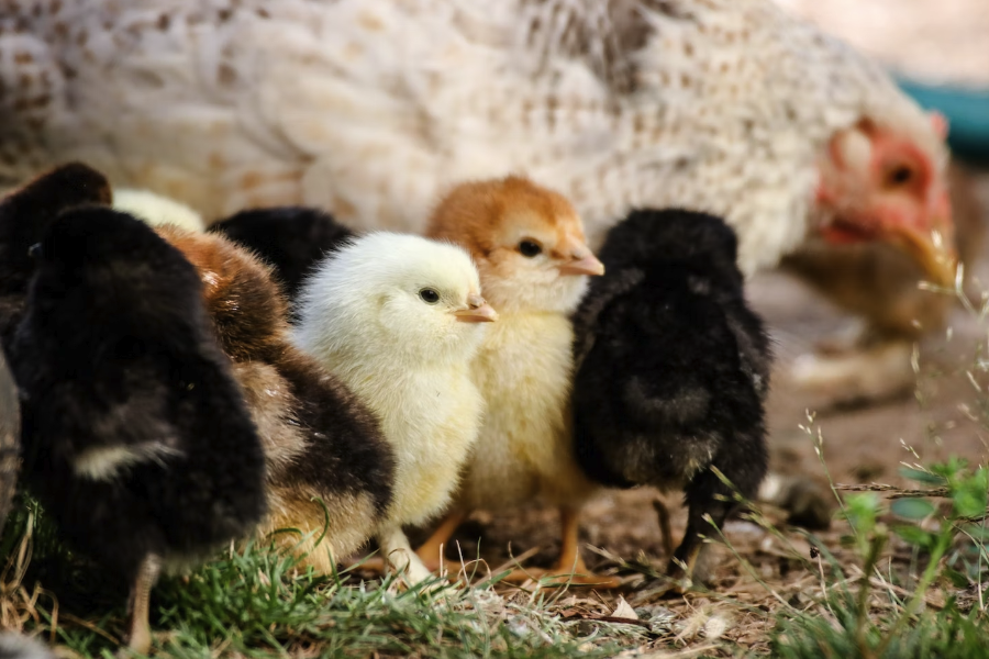 小雞踝關節腫大飼料中加入尼克酸有哪些好處？