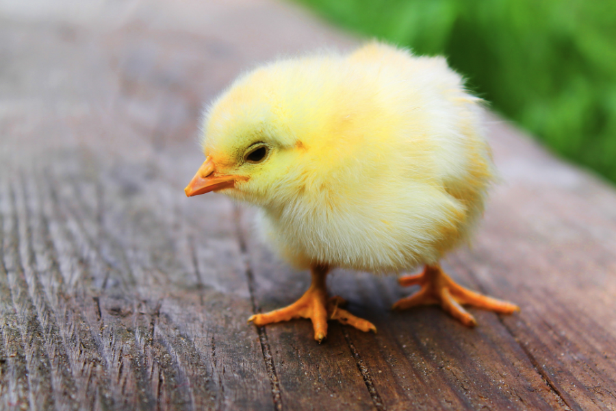 小雞羽毛粗糙飼料中加入泛酸有什麼好處？