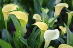 <strong>海芋是什麼植物，有什麼生態習性?</strong>