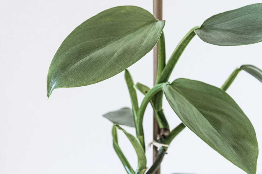 喜林芋是什麼植物，有哪些形態特點?