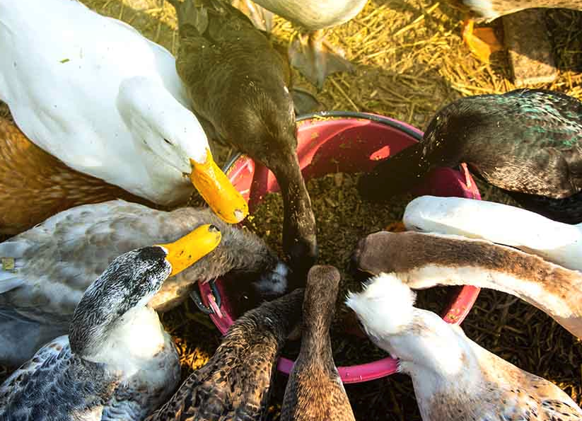 螺獅作為鴨子飼料需要怎麼進行處理?