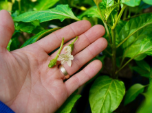 甜椒從花蕾中取出花藥的方法?