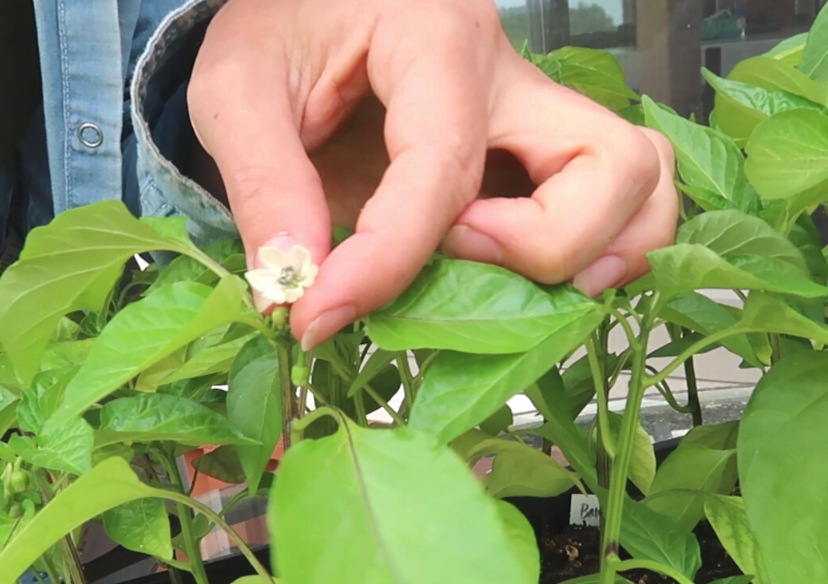 甜椒從花蕾中取出花藥的方法?