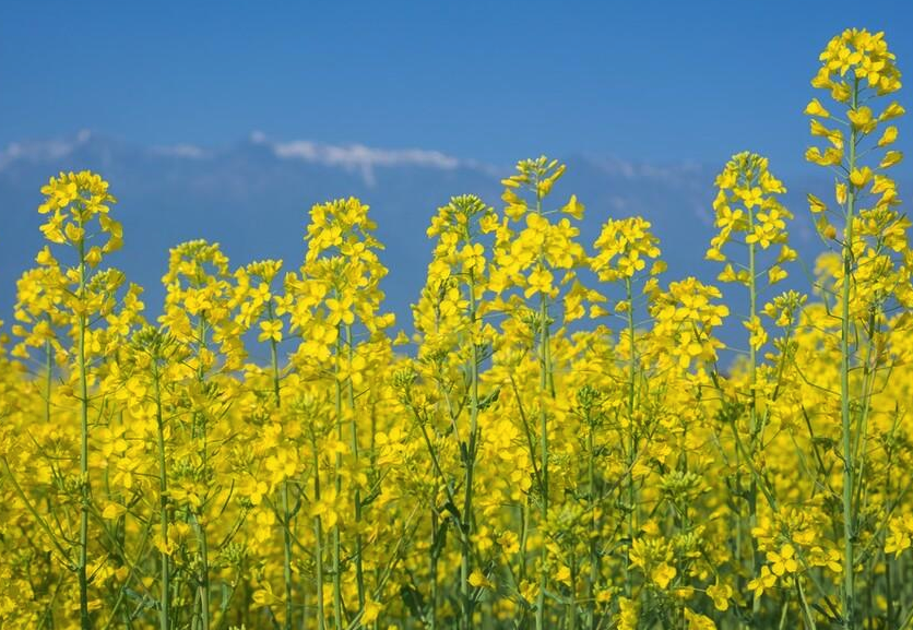 油菜怎麼進行花藥培養?