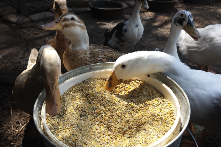 番鴨飼料中補充鈣質的飼料有什麼食物？